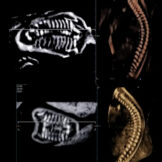 Apparato scheletrico